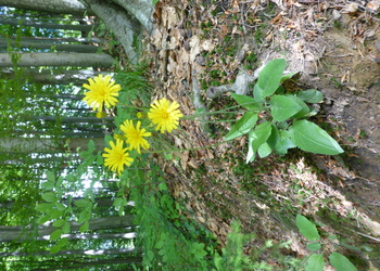 Wald-Habichtskraut (Hieracium murorum) - © Philipp Sengl